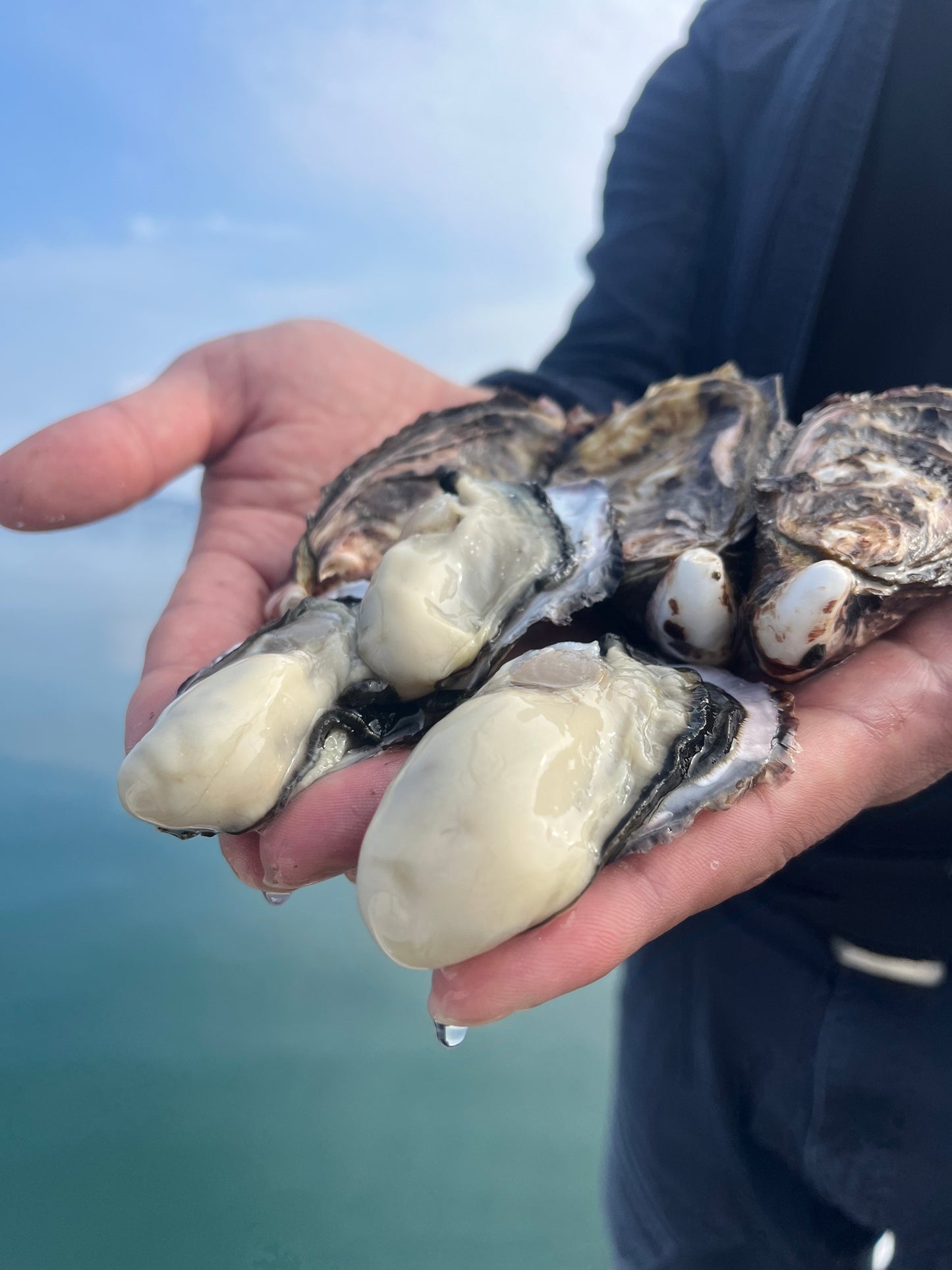 七尾牡蠣